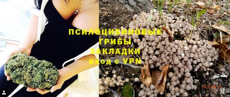 мориарти клад  Оленегорск  Псилоцибиновые грибы Psilocybe  купить наркоту 